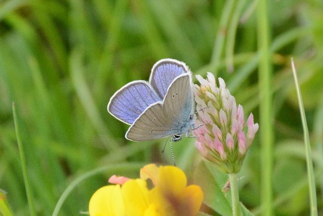 Polyommatus semiargus?